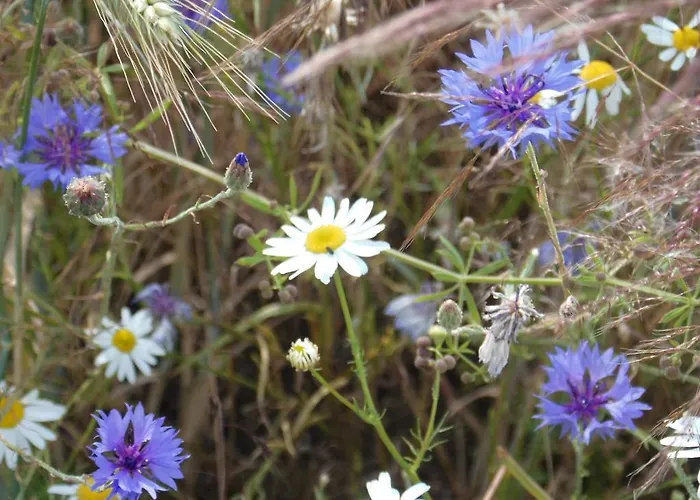 Lejlighed Wroblewsky