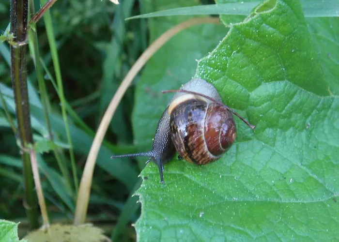 Wroblewsky Lejlighed *